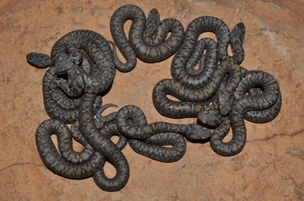 Zoo Snakes